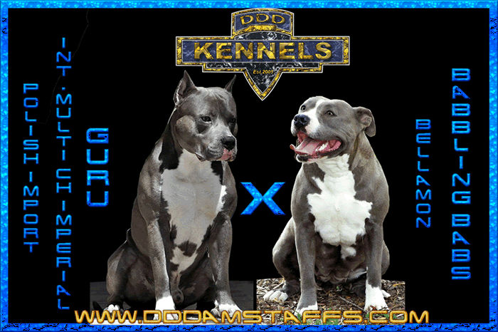 DDDawgs Warsaw Express